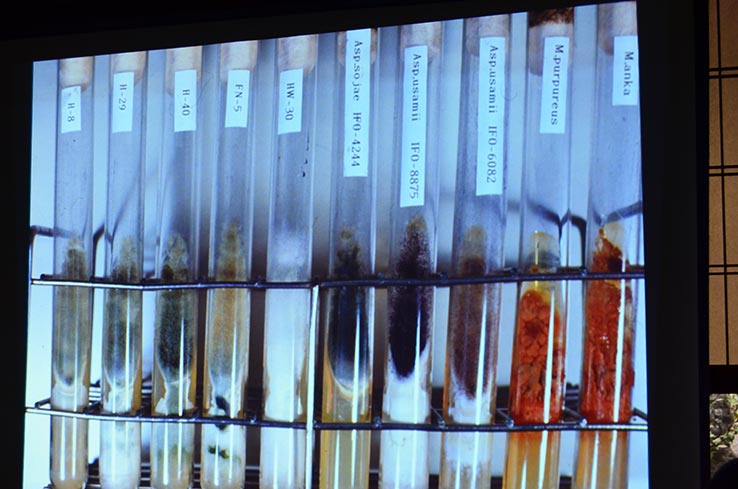 寒天培養で保存